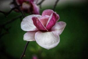 magnolie (1)