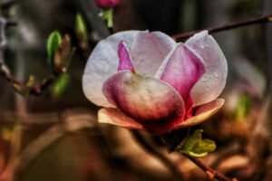 magnolie (2)