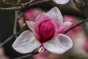 magnolie (6)